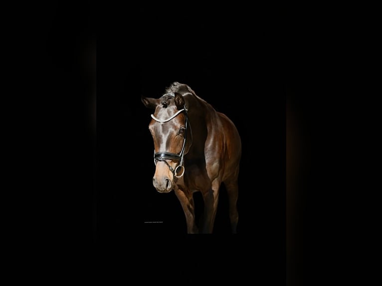 Deutsches Reitpferd Stute 3 Jahre 163 cm Brauner in Recke, bei Osnabr&#xFC;ck