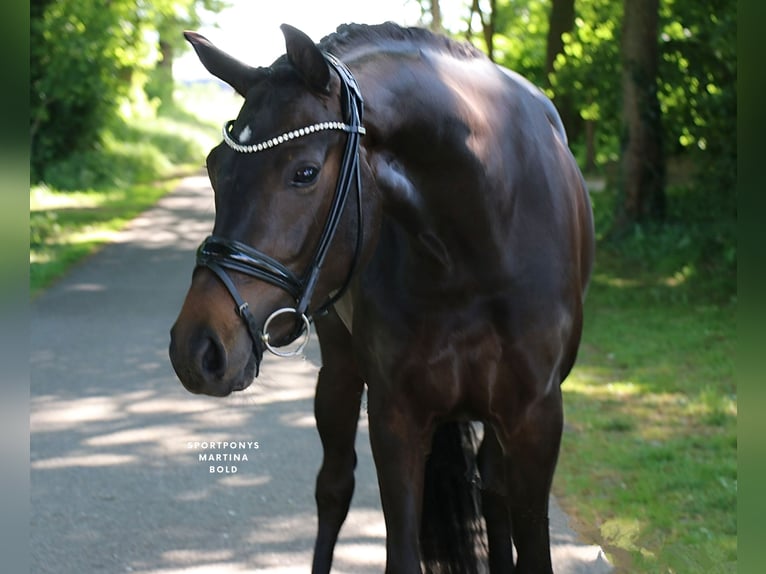 Deutsches Reitpferd Stute 3 Jahre 163 cm Brauner in Recke, bei Osnabr&#xFC;ck
