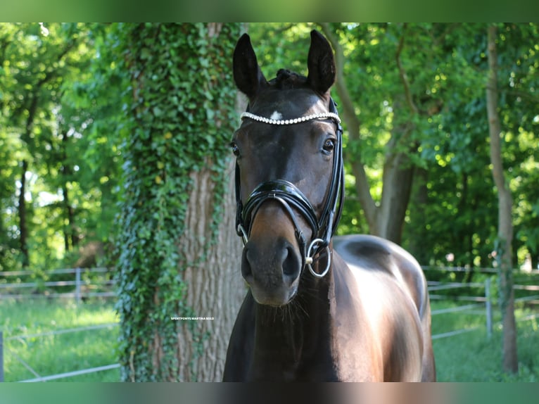 Deutsches Reitpferd Stute 3 Jahre 163 cm Brauner in Recke, bei Osnabr&#xFC;ck