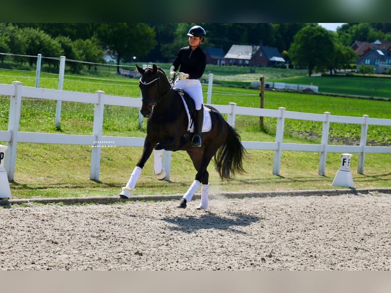Deutsches Reitpferd Stute 3 Jahre 163 cm Brauner in Recke, bei Osnabr&#xFC;ck