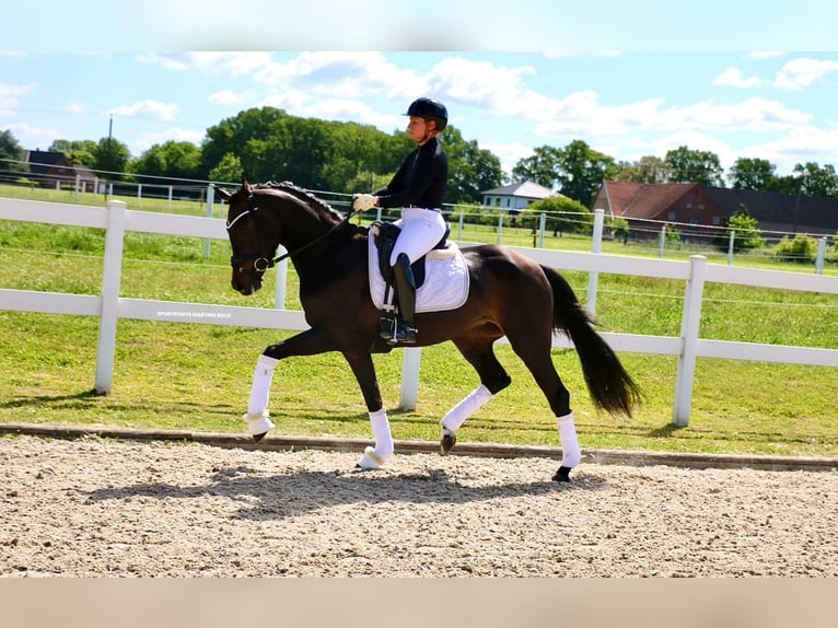 Deutsches Reitpferd Stute 3 Jahre 163 cm Brauner in Recke, bei Osnabr&#xFC;ck