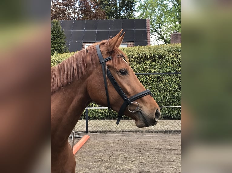Deutsches Reitpferd Stute 3 Jahre 165 cm Fuchs in St. Willebrord