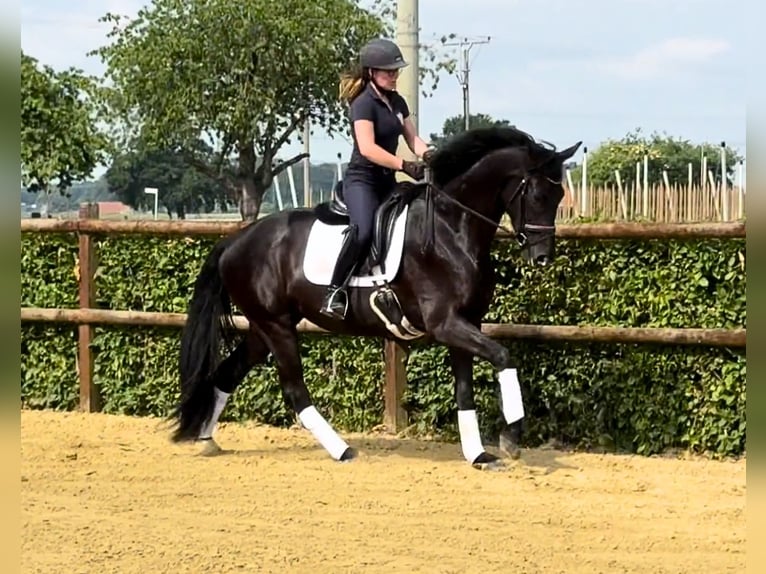 Deutsches Reitpferd Stute 3 Jahre 165 cm Rappe in Wesel