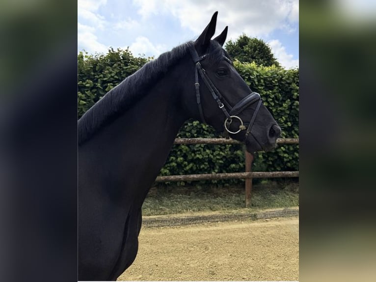 Deutsches Reitpferd Stute 3 Jahre 165 cm Rappe in Wesel