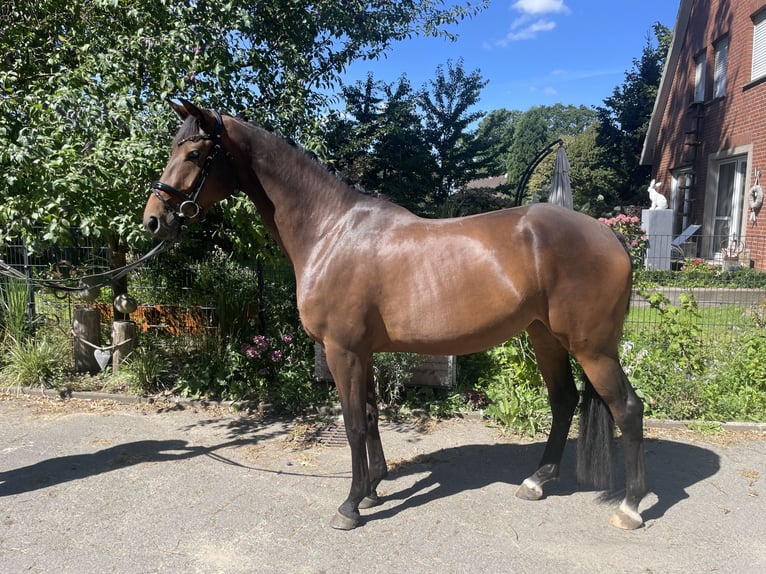 Deutsches Reitpferd Stute 3 Jahre 166 cm Dunkelbrauner in Rheine