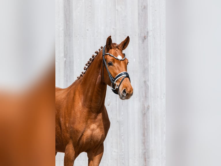 Deutsches Reitpferd Stute 3 Jahre 167 cm Fuchs in Schwäbisch Gmünd