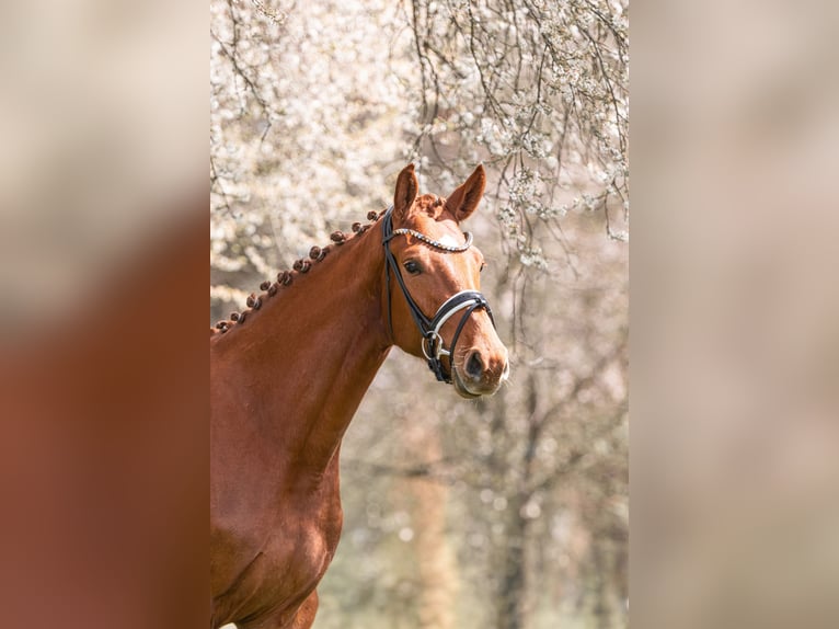 Deutsches Reitpferd Stute 3 Jahre 167 cm Fuchs in Schwäbisch Gmünd