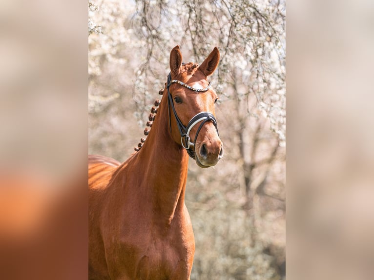 Deutsches Reitpferd Stute 3 Jahre 167 cm Fuchs in Schwäbisch Gmünd