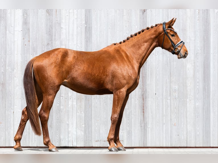 Deutsches Reitpferd Stute 3 Jahre 167 cm Fuchs in Schwäbisch Gmünd