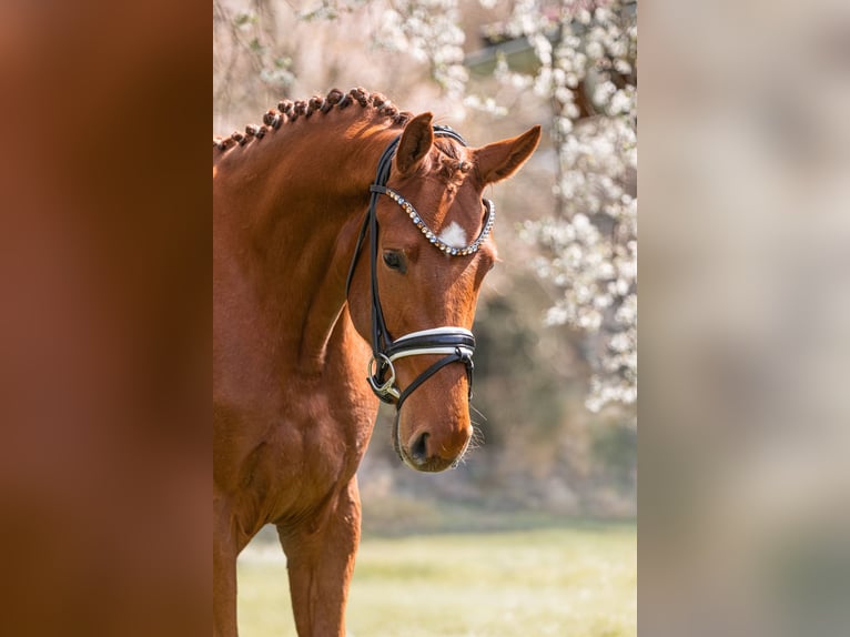 Deutsches Reitpferd Stute 3 Jahre 167 cm Fuchs in Schwäbisch Gmünd