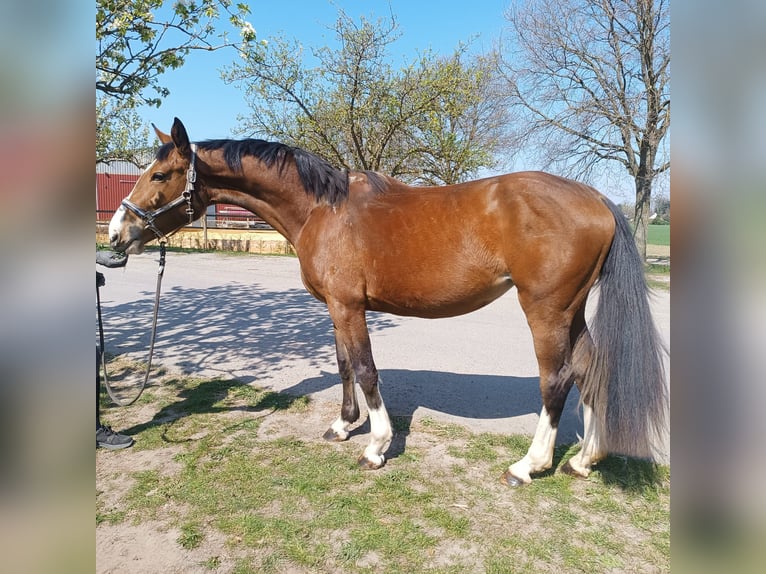 Deutsches Reitpferd Stute 3 Jahre 168 cm Brauner in Essen