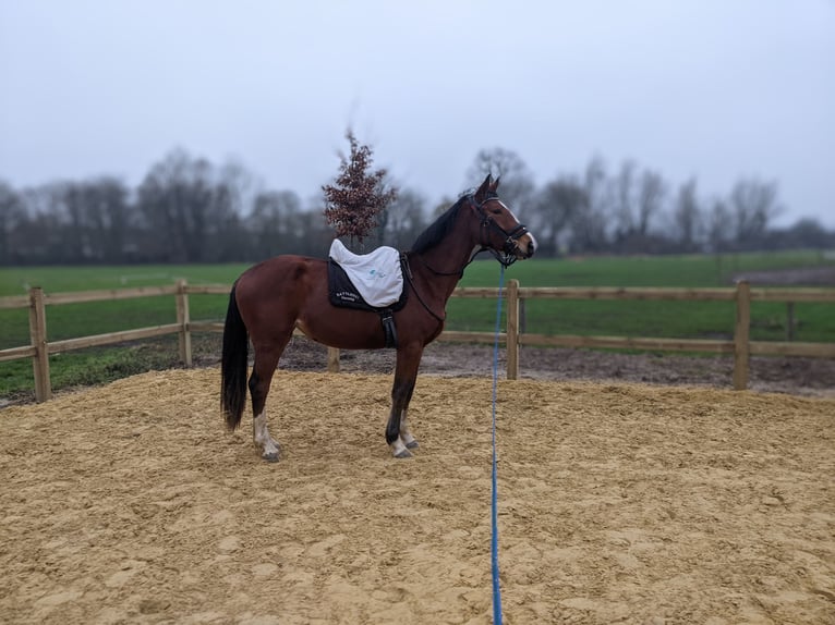 Deutsches Reitpferd Stute 3 Jahre 168 cm Brauner in Essen
