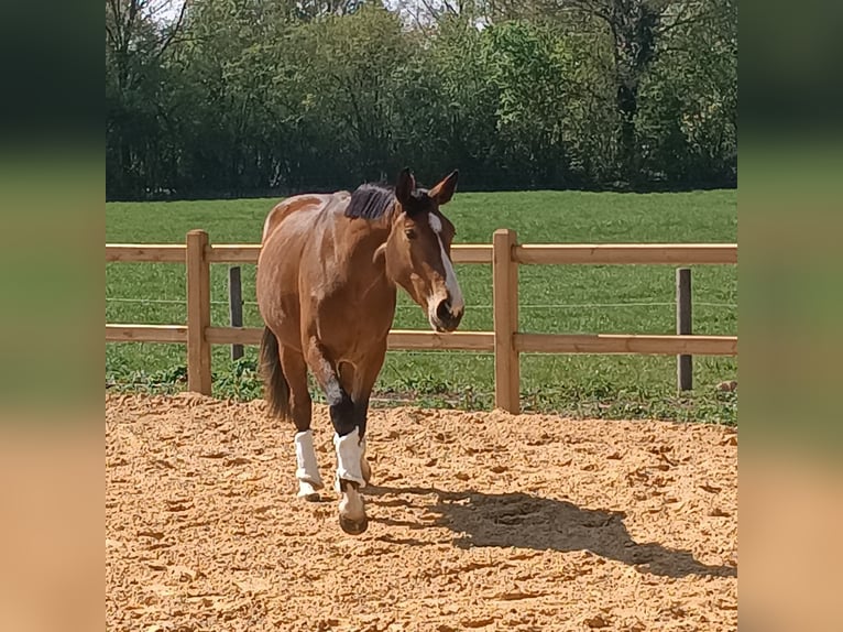 Deutsches Reitpferd Stute 3 Jahre 168 cm Brauner in Essen