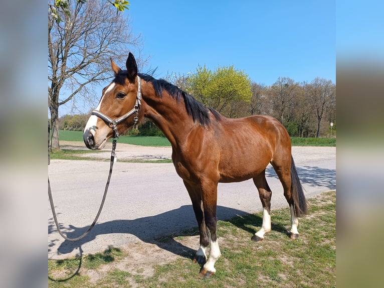 Deutsches Reitpferd Stute 3 Jahre 168 cm Brauner in Essen