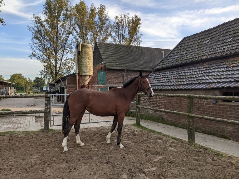 Deutsches Reitpferd Stute 3 Jahre 168 cm Brauner in Essen