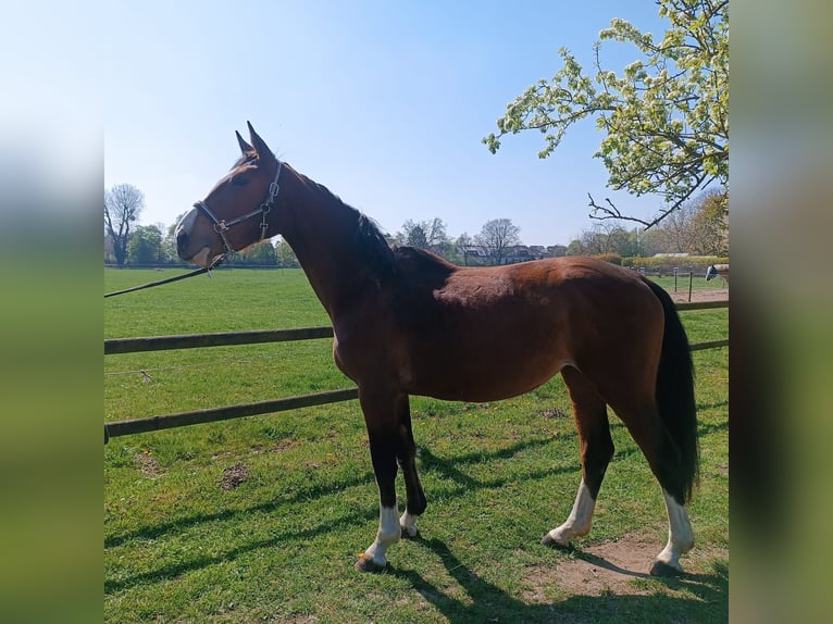 Deutsches Reitpferd Stute 3 Jahre 168 cm Brauner in Essen
