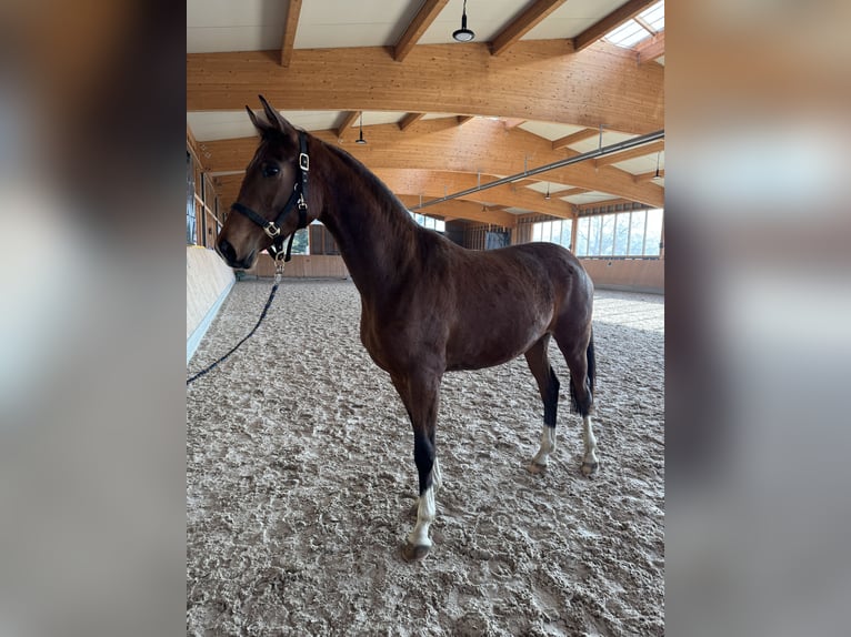Deutsches Reitpferd Stute 3 Jahre 168 cm Brauner in Schwäbisch Gmünd