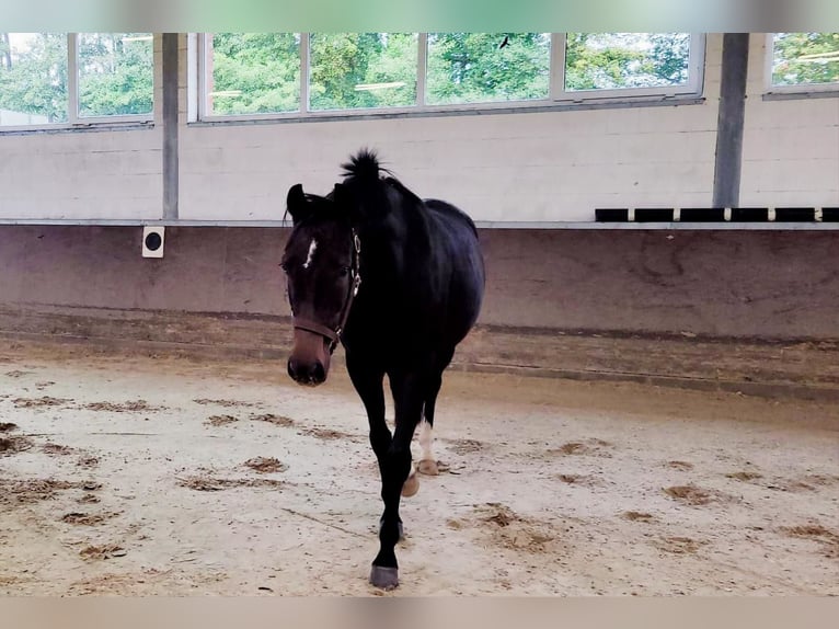 Deutsches Reitpferd Stute 3 Jahre 168 cm Dunkelbrauner in Emsb&#xFC;ren