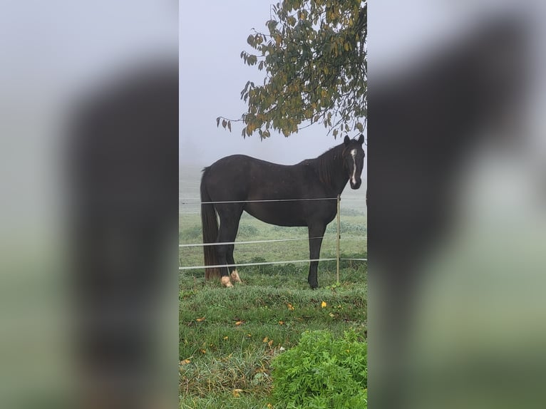 Deutsches Reitpferd Stute 3 Jahre 168 cm Dunkelbrauner in Eschwege