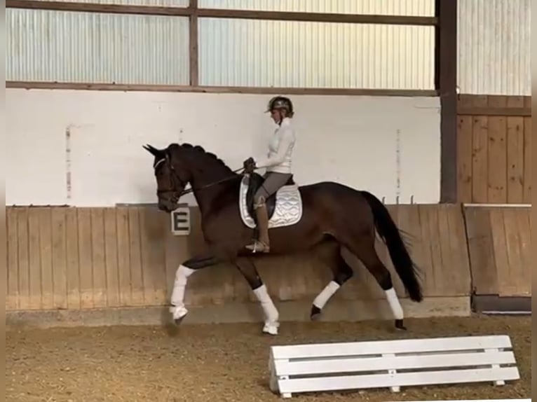 Deutsches Reitpferd Stute 3 Jahre 169 cm Dunkelbrauner in Bielefeld Deutsches Reitpferd Stute 3 Jahre 169 cm Dunkelbrauner in Bielefeld