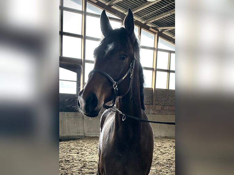 Deutsches Reitpferd Stute 3 Jahre 170 cm Brauner in Gevelsberg