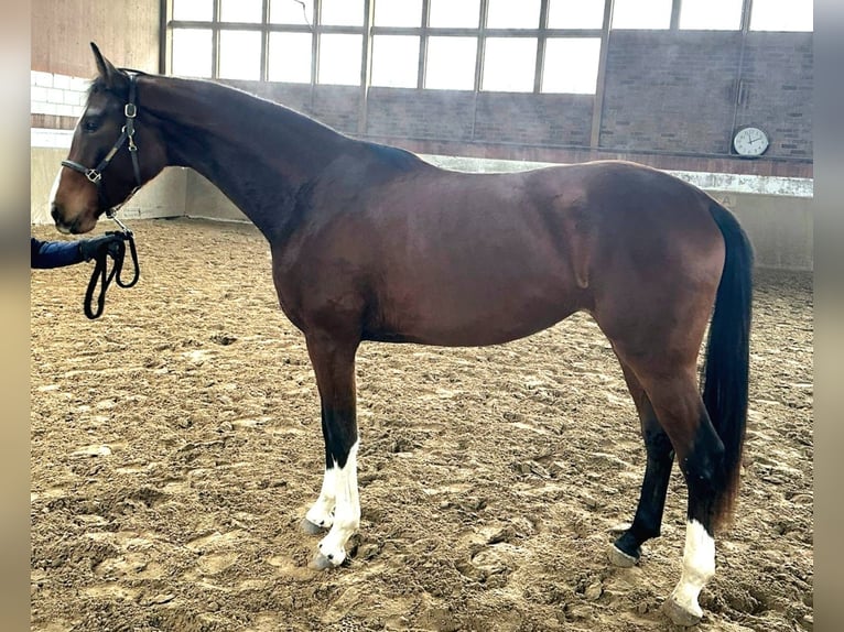 Deutsches Reitpferd Stute 3 Jahre 170 cm Brauner in Gevelsberg