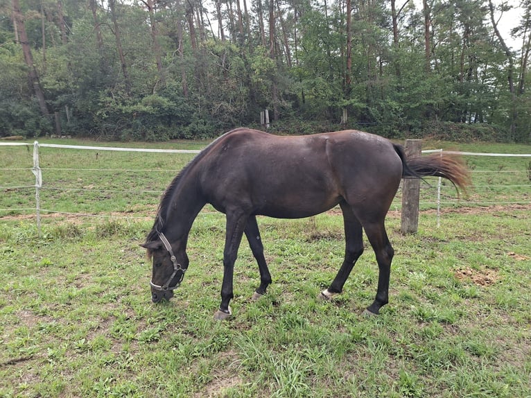 Deutsches Reitpferd Stute 3 Jahre Schwarzbrauner in Frankenhardt