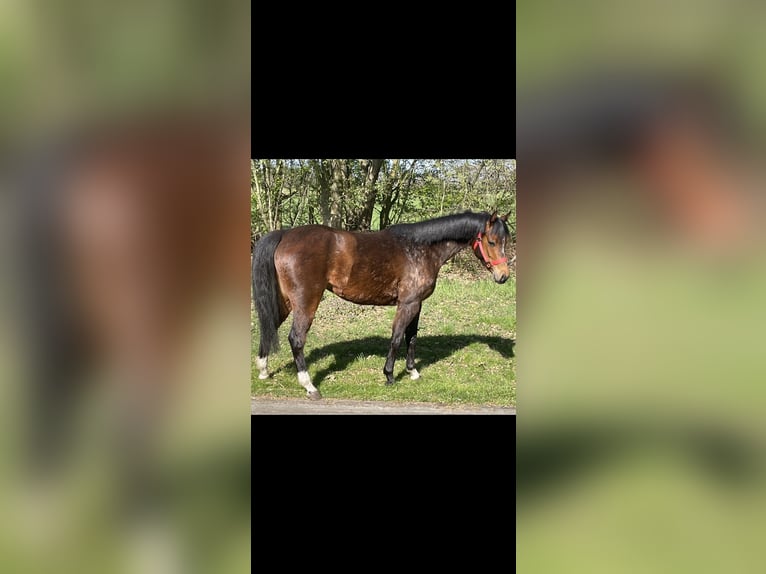Deutsches Reitpferd Stute 4 Jahre 131 cm Brauner in Schapen