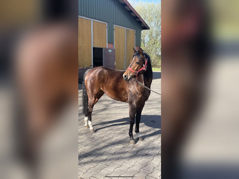 Deutsches Reitpferd Stute 4 Jahre 131 cm Brauner in Schapen