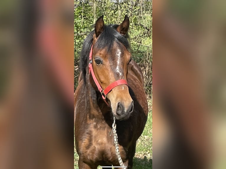 Deutsches Reitpferd Stute 4 Jahre 131 cm Brauner in Schapen