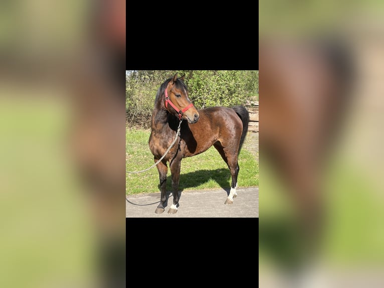 Deutsches Reitpferd Stute 4 Jahre 131 cm Brauner in Schapen