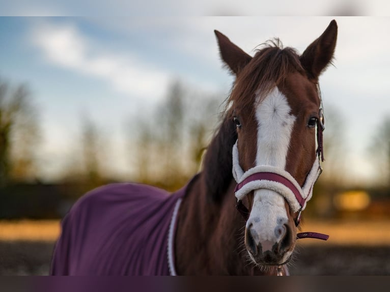 Deutsches Reitpferd Stute 4 Jahre 150 cm Dunkelfuchs in Goch