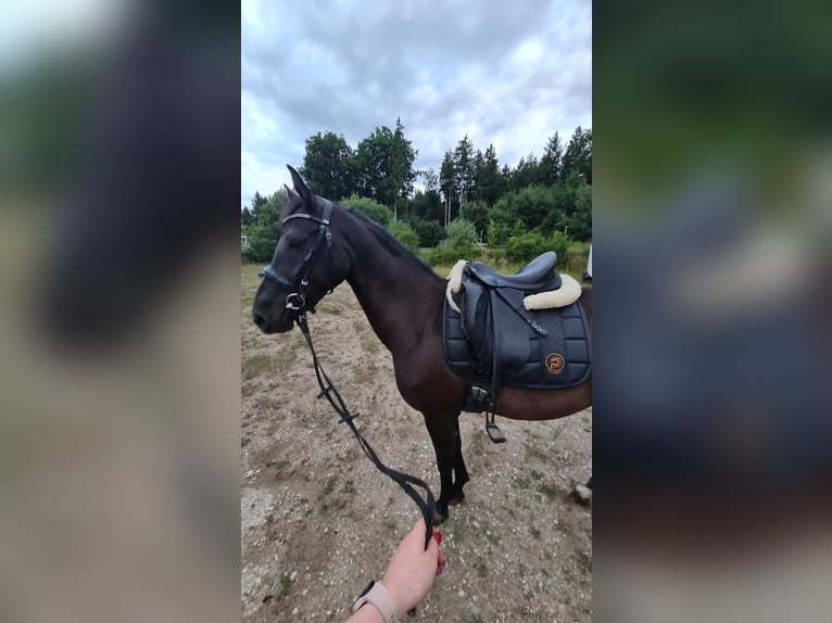 Deutsches Reitpferd Stute 4 Jahre 150 cm Rappe in Wehringen