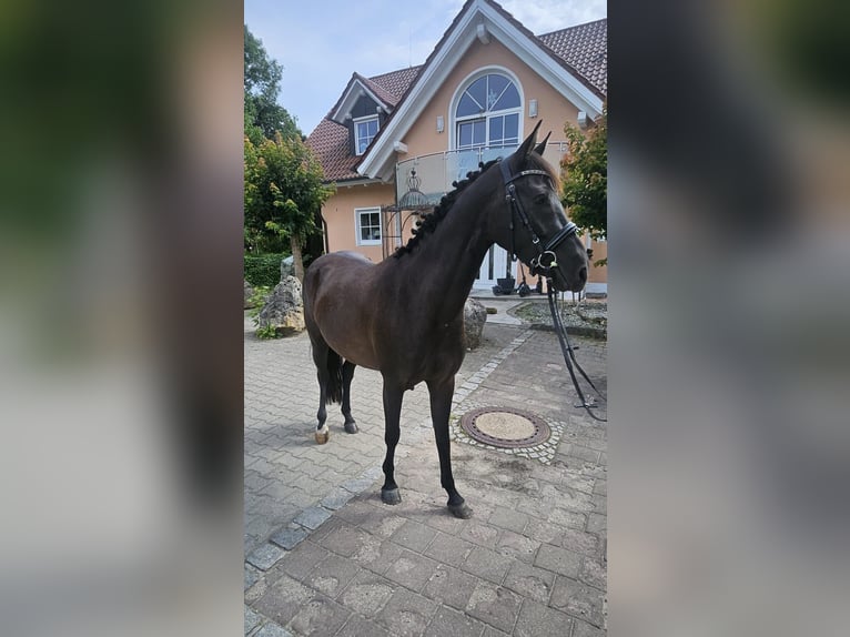 Deutsches Reitpferd Stute 4 Jahre 150 cm Rappe in Wehringen