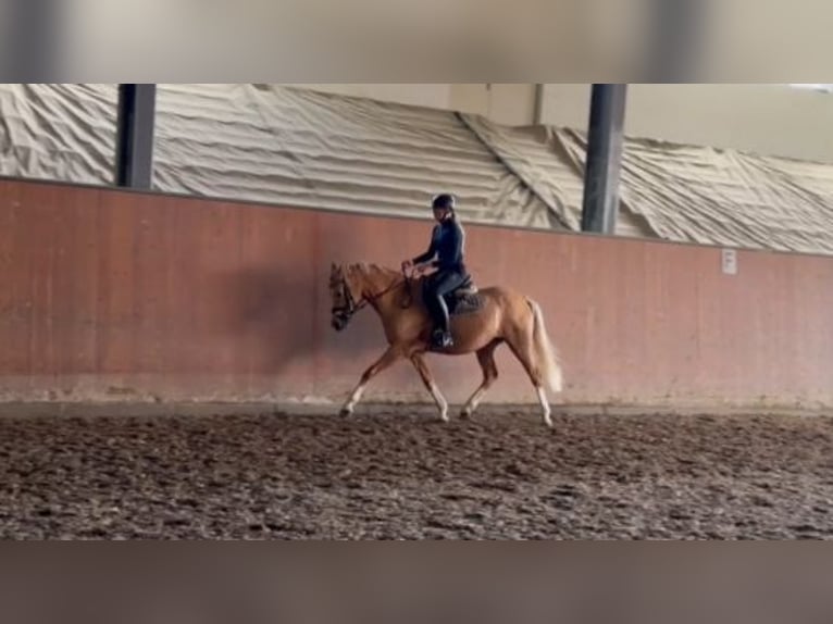 Deutsches Reitpferd Stute 4 Jahre 153 cm Palomino in Plaaz