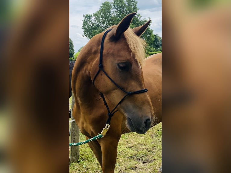 Deutsches Reitpferd Stute 4 Jahre 155 cm Fuchs in Xanten