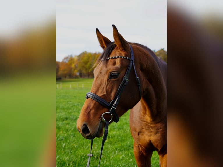 Deutsches Reitpferd Stute 4 Jahre 157 cm Brauner in N&#xFC;mbrecht