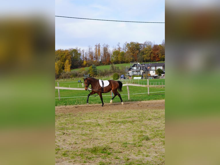 Deutsches Reitpferd Stute 4 Jahre 157 cm Brauner in N&#xFC;mbrecht