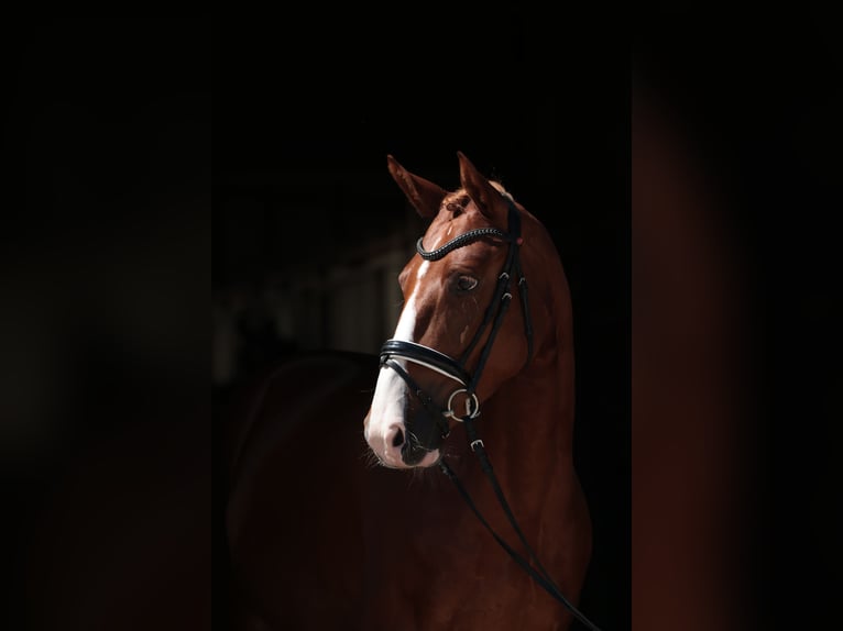 Deutsches Reitpferd Stute 4 Jahre 158 cm Fuchs in Greven