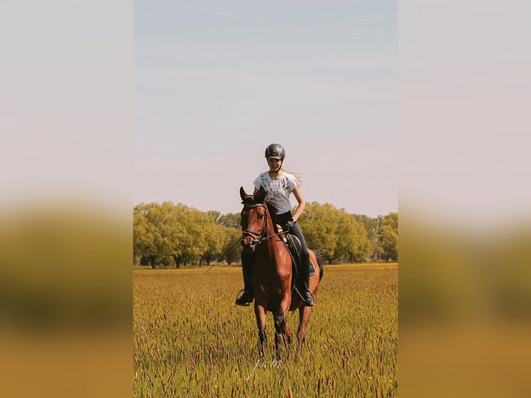 Deutsches Reitpferd Stute 4 Jahre 158 cm Hellbrauner in R&#xE4;tzlingen