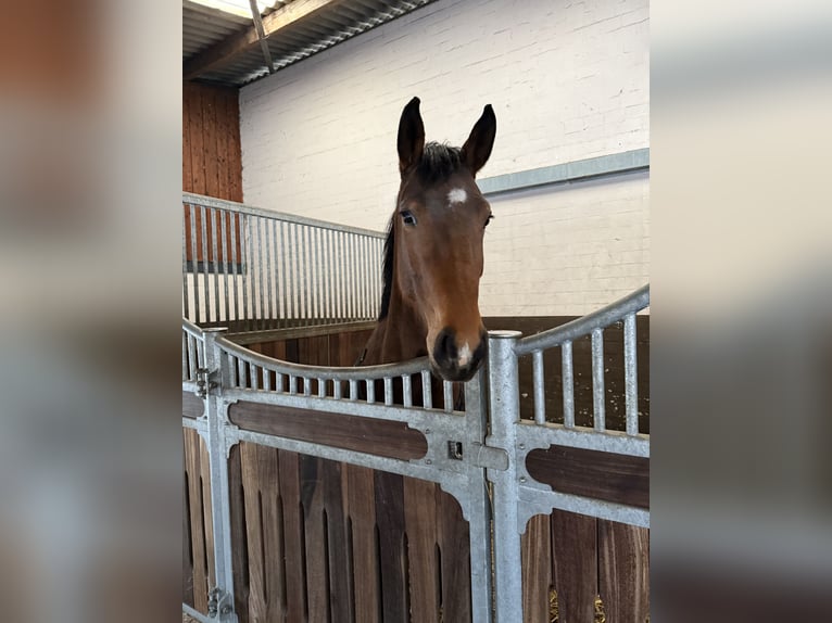 Deutsches Reitpferd Stute 4 Jahre 160 cm Brauner in Oldendorf
