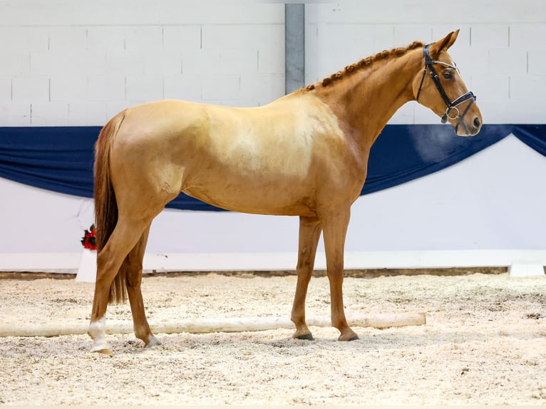 Deutsches Reitpferd Stute 4 Jahre 160 cm Fuchs in Marsberg