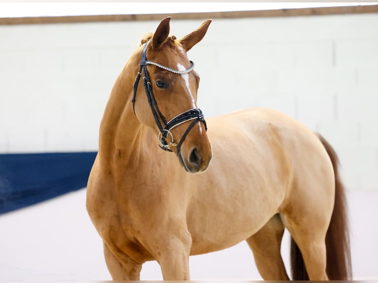 Deutsches Reitpferd Stute 4 Jahre 160 cm Fuchs in Marsberg