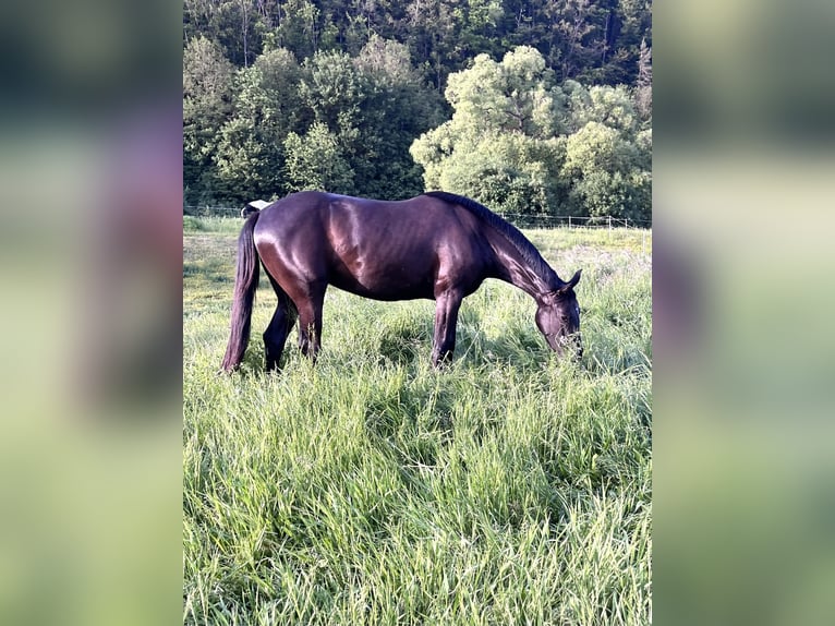 Deutsches Reitpferd Stute 4 Jahre 160 cm Rappe in Amt Creuzburg