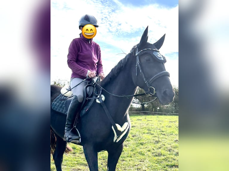 Deutsches Reitpferd Stute 4 Jahre 160 cm Rappe in Amt Creuzburg
