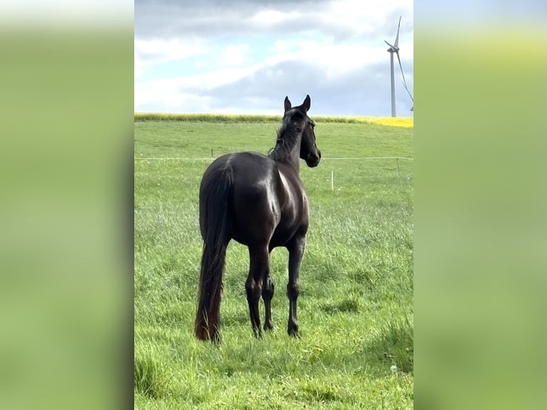 Deutsches Reitpferd Stute 4 Jahre 160 cm Rappe in Amt Creuzburg