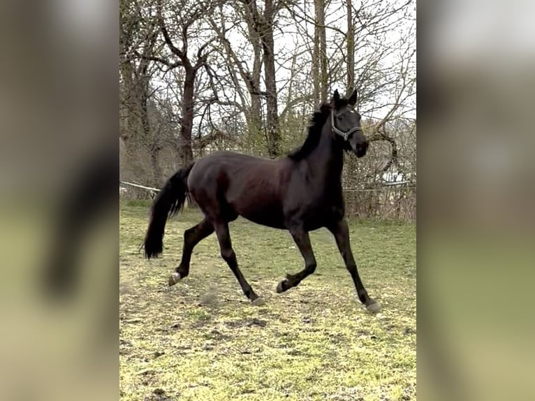 Deutsches Reitpferd Stute 4 Jahre 160 cm Rappe in Amt Creuzburg
