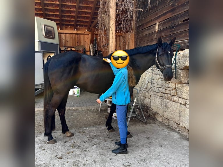 Deutsches Reitpferd Stute 4 Jahre 160 cm Rappe in Amt Creuzburg