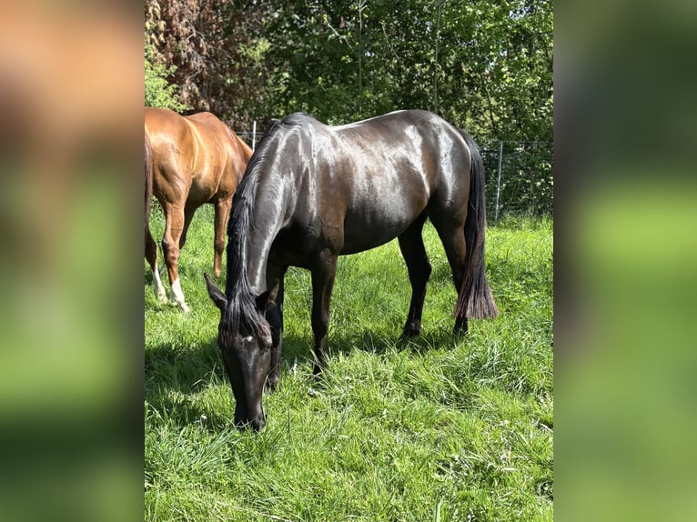 Deutsches Reitpferd Stute 4 Jahre 160 cm Rappe in Amt Creuzburg