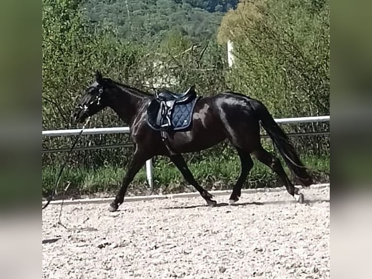 Deutsches Reitpferd Stute 4 Jahre 160 cm Rappe in Amt Creuzburg